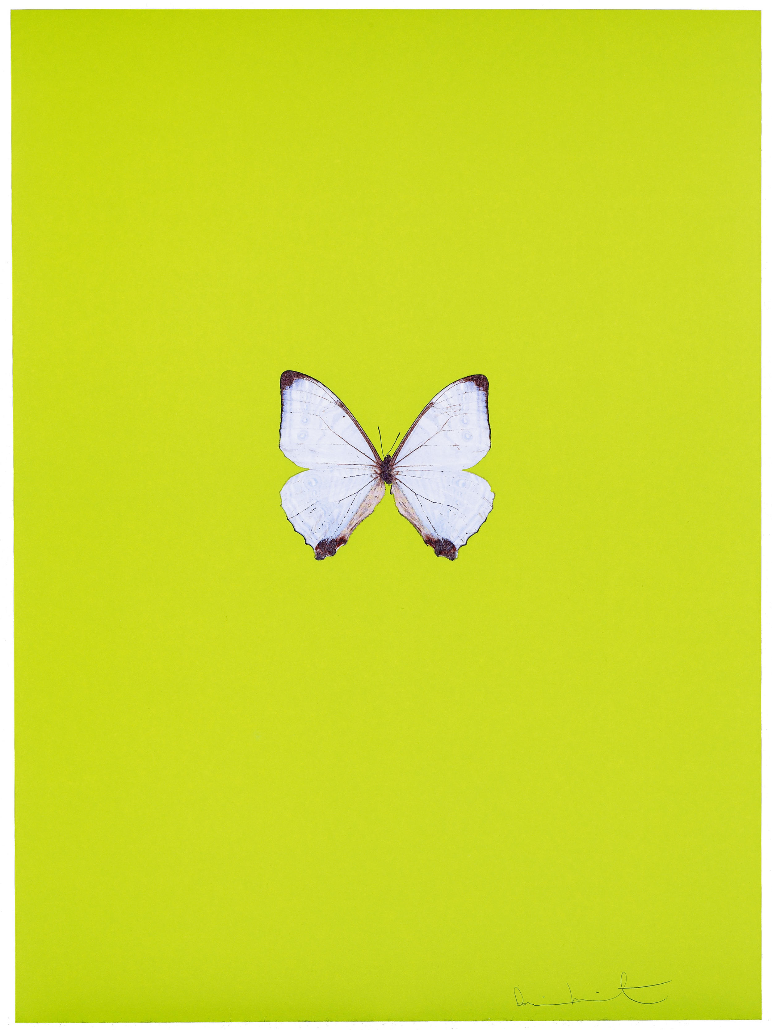New Beginnings by Damien Hirst - Paragon